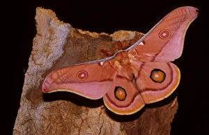 Emperor gum moth - adult; wingspan is 8 to 13 cm Emperor gum moth - adult; wingspan is 8 to 13 cm