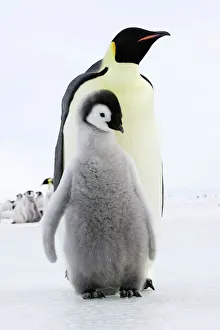 Emperor Penguin - adult with chick Emperor Penguin - adult with chick