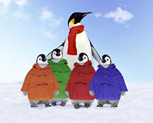 Emperor Penguin - Adult wrapped in scarf & young wearing duffle coats Emperor Penguin - Adult wrapped in scarf & young wearing duffle coats