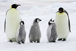 Emperor Penguin - adults with three chicks Emperor Penguin - adults with three chicks
