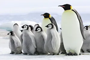 Emperor Penguin - adults with chicks Emperor Penguin - adults with chicks