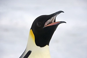 Emperor Penguin - Close up of bill showing inside with teeth for holding fish Emperor Penguin - Close up of bill showing inside with teeth for holding fish