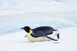 Emperor Penquin - Tobogganing on snow and ice faster than walking Emperor Penquin - Tobogganing on snow and ice faster than walking