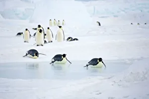 Emperor Penquins - Walking on snow and tobogganing over sea ice Emperor Penquins - Walking on snow and tobogganing over sea ice