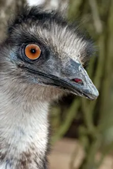 Prints of PM-10106 Emu Australia Dromaius novaehollandiae Pat Morris Please note that prints are for personal display purposes only and may not be reproduced in any way. Emu Prints: Emu Print - Dromaius novaehollandiae Australia
