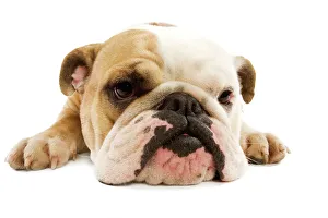 English Bulldog - lying in studio English Bulldog - lying in studio