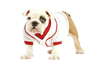 English Bulldog - in studio wearing red & white top English Bulldog - in studio wearing red & white top