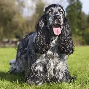 English Cocker Spaniel Print