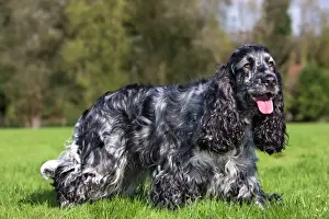 English Cocker Spaniel Print