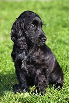 Dog Prints: English Cocker Spaniel Print