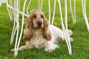 Cocker Spaniel Breeds Prints: English Cocker Spaniel - lying down underneath table