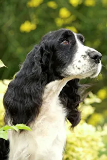 English Springer Spaniel - close-up English Springer Spaniel - close-up