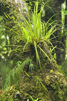 Epiphytes - grass-like epiphyte and different kinds of fern growing on a moss-covered Epiphytes - grass-like epiphyte and different kinds of fern growing on a moss-covered