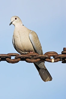 Eurasian Collared-Dove Eurasian Collared-Dove