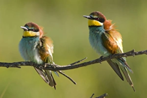 European Bee-Eater - Two birds perched near nest site European Bee-Eater - Two birds perched near nest site