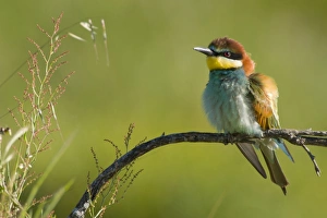 European Bee-Eater - Perched near nest site European Bee-Eater - Perched near nest site