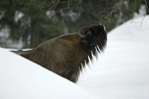 European Bison / Wisent - bull feeding on shoots of tree in winter European Bison / Wisent - bull feeding on shoots of tree in winter