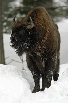 European Bison / Wisent - bull in snow covered forest, winter European Bison / Wisent - bull in snow covered forest, winter