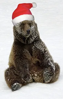 European Brown Bear - Male. Resting after playing in snow, wearing Christmas hat European Brown Bear - Male. Resting after playing in snow, wearing Christmas hat