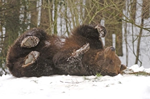 European Brown Bears - Lying on back in snow European Brown Bears - Lying on back in snow