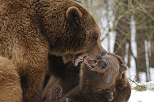 European Brown Bears - Two together in snow being aggressive European Brown Bears - Two together in snow being aggressive