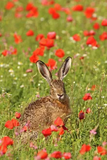 European / Brown Hare - in poppy field European / Brown Hare - in poppy field