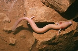 Amphbian Collection: European Cave Salamander / Olm Croatia