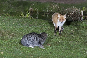 European Fox and Domestic Cat - confrontation in garden at night European Fox and Domestic Cat - confrontation in garden at night