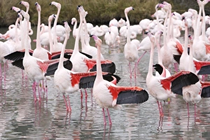 European Greater Flamingo - flock in water displaying with wings out European Greater Flamingo - flock in water displaying with wings out