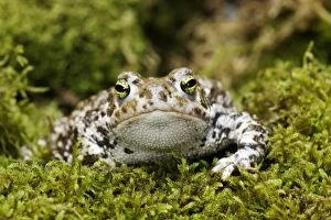 Amphbian Collection: European Green Toad. Alsace - France