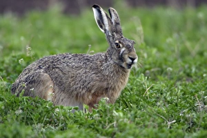 European Hare - eating clover on fallow land European Hare - eating clover on fallow land