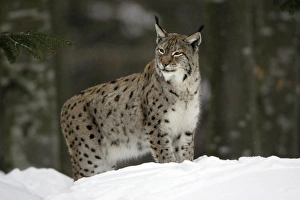 European Lynx - looking alert standing in snow, winter European Lynx - looking alert standing in snow, winter