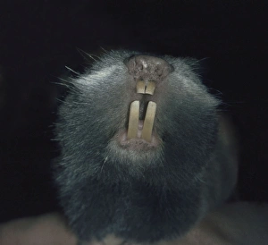 European Mole Rat, eastern and southern Europe European Mole Rat, eastern and southern Europe
