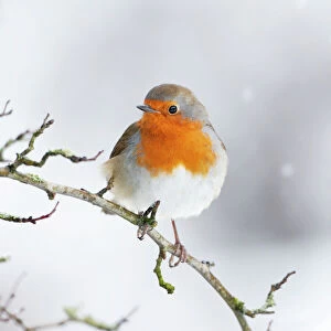 Images Dated 12th February 2009: European Robin in snow - Close-up showing red breast feathers