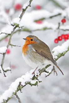 European Robin - in winter - on snowy branch