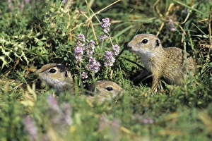 European Suslik / Souslik - 3 baby animals beside burrow entrance European Suslik / Souslik - 3 baby animals beside burrow entrance