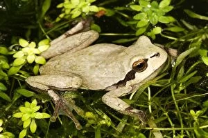 Amphbian Collection: European Treefrog - in water. Alsace - France