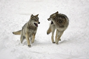 European Wolf - 2 young animals chasing each other through snow, playing, winter European Wolf - 2 young animals chasing each other through snow, playing, winter