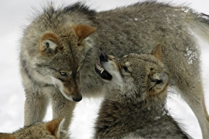 European Wolf - 2 young animals in winter, one acting aggressively to the other European Wolf - 2 young animals in winter, one acting aggressively to the other
