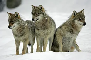 European Wolf - 3 young animals looking alert in snow, winter European Wolf - 3 young animals looking alert in snow, winter
