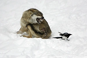 European Wolf - injured animal snarling at magpie, which is trying to peck at raw flesh European Wolf - injured animal snarling at magpie, which is trying to peck at raw flesh