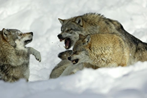 European Wolf - male and female alpha wolf attacking rival male, in snow European Wolf - male and female alpha wolf attacking rival male, in snow