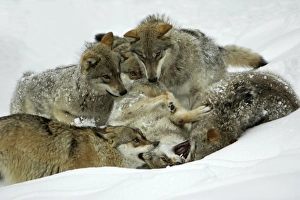 European Wolf - pack members play fighting in snow, social bonding behaviour European Wolf - pack members play fighting in snow, social bonding behaviour