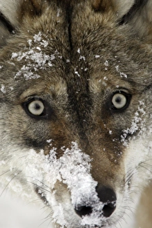 European Wolf - portrait of face mask covered with snow European Wolf - portrait of face mask covered with snow