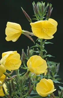 Oenothera Biennis Prints: Evening Primrose
