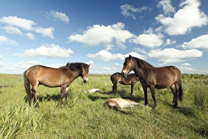 Exmoor Pony - Mares and foals resting on marshland Exmoor Pony - Mares and foals resting on marshland