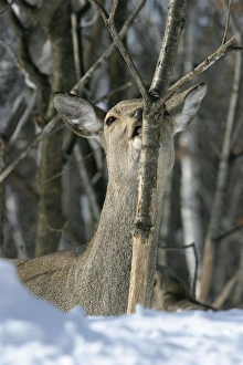 Ezos Sika Deer - stripping bark to eat Ezos Sika Deer - stripping bark to eat