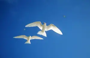 Wildlife Photography Artwork Prints: Fairy Tern Two in flight