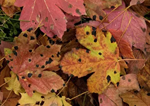 Fallen highly-coloured leaves of sycamore, heavily infested with tar spot fungus Fallen highly-coloured leaves of sycamore, heavily infested with tar spot fungus