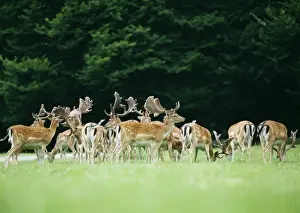 Stefan Meyers Photos Prints: Fallow Deer
